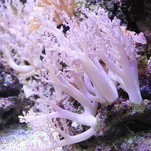 Sea anemone species