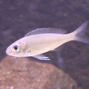 Cichlid ID