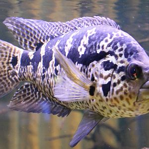 Parachromis managuense