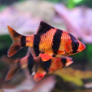 Tiger barbs