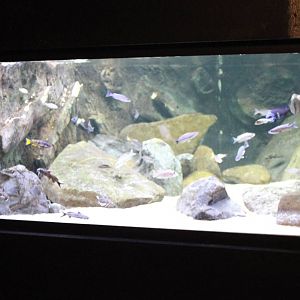 Lake Tanganyika aquarium