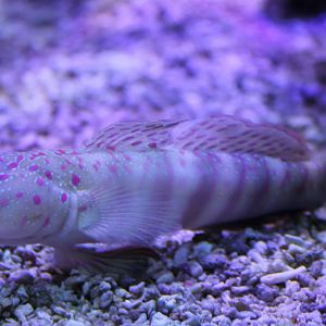 Pink-speckled shrimpgoby