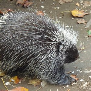 Porcupine Out and About