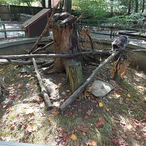 North American Porcupine Exhibit