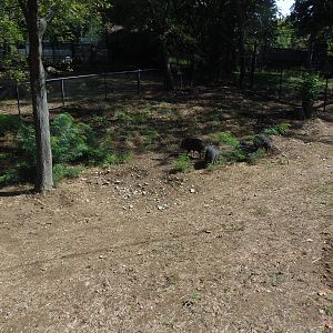 Pampas Plains- Chacoan Peccary Exhibit