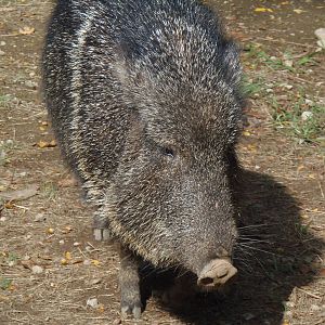 Pampas Plains- Chacoan Peccary