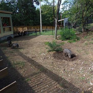 Pampas Plains- Chacoan Peccary Exhibit Viewing