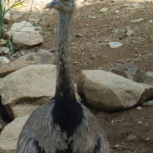 Pampas Plains- Greater Rhea