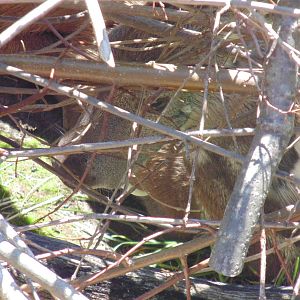 Siberian Musk Deer Hiding in Brush inside exhibit