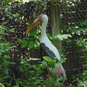 Painted Stork