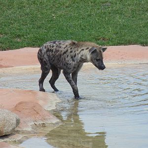 Spotted Hyena Watering Hole Exhibit
