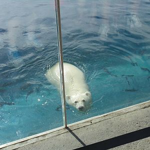 Nora Polar Bear Cub