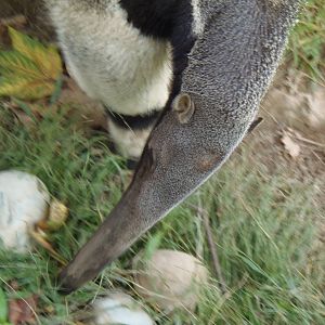 Pampas Plains- Giant Anteater Head
