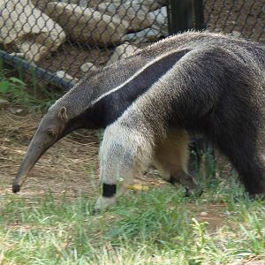 Pampas Plains- Giant Anteater