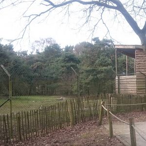 African wild dog enclosure