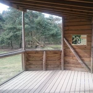 Viewing-point African wild dog