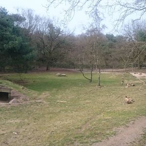 View into African wild dog enclosure