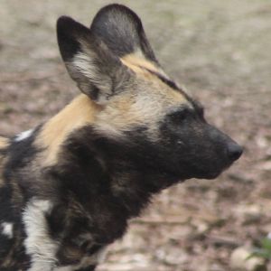 African wild dog