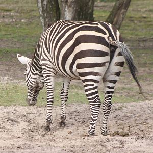 Grant's zebra