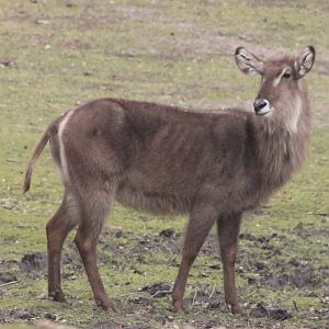 Waterbuck