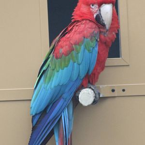 Green-winged macaw