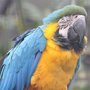 Blue and yellow macaw