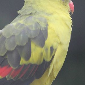Regent parrot