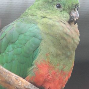 King parrot female