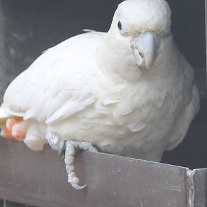 Philippine cockatoo