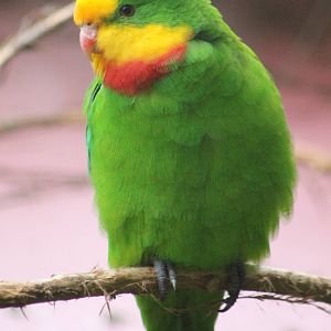 Superb parrot