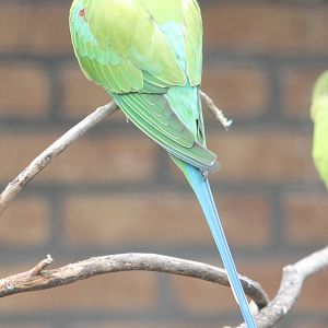 Plum-headed parakeet male