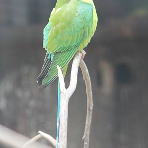 Plum-headed parakeet female