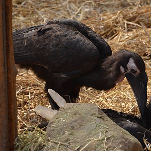 Southern ground hornbill