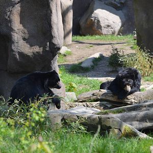 Spectacled Bears