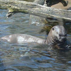 Giant otter