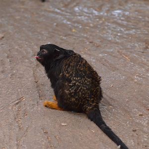 Golden-handed tamarin