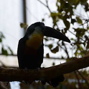 Channel-billed Toucan