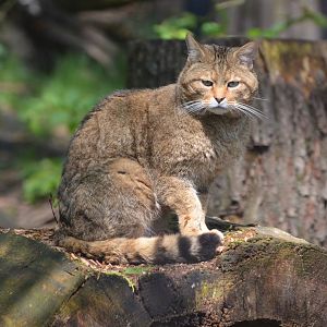 European wildcat