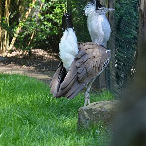Southern kori bustard