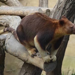 Goodfellow's Tree-kangaroo