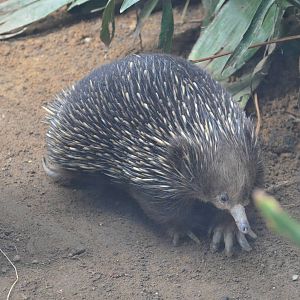 Short-beaked Echidna
