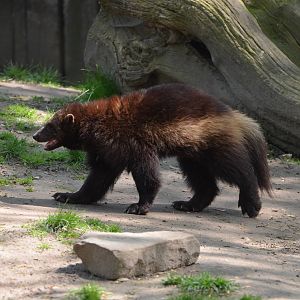 European wolverine