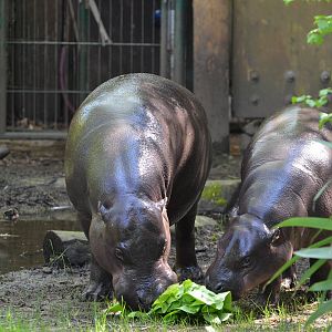 Western pygmy hippopotamus