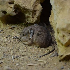 Round-eared elephant shrew