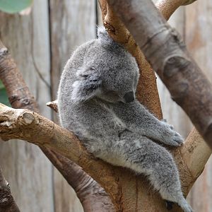 Queensland koala