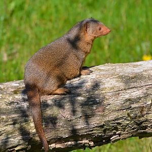 East African dwarf mongoose