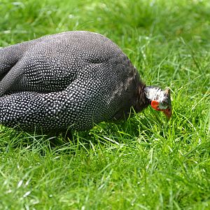 Helmeted guineafowl