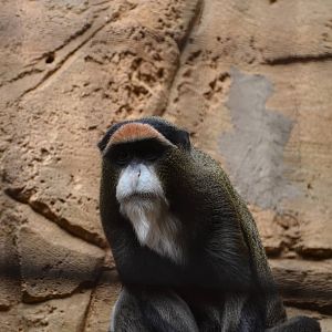 De Brazza's monkey
