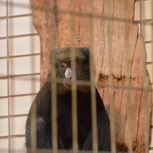 Eastern putty-nosed monkey