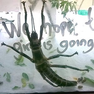 Lord Howe Stickinsect